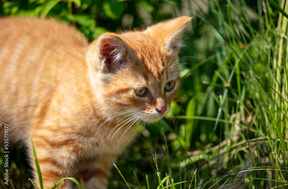 Portrait of a ginger kitten in green grass. Portrait of a ginger kitten in green grass.