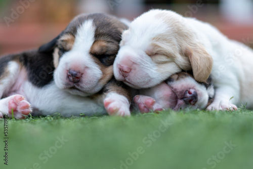 beautiful portrait of three baby beagles a little over a week old sleeping on top of each other