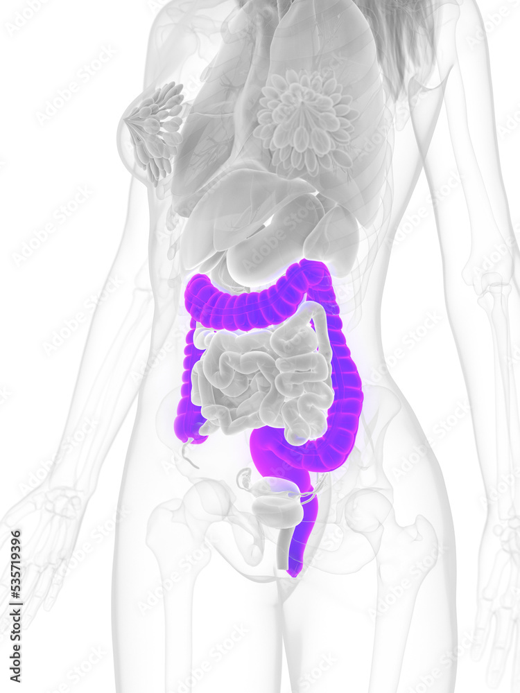 3d rendered medically accurate illustration of the colon 3d rendered medically accurate illustration of the colon