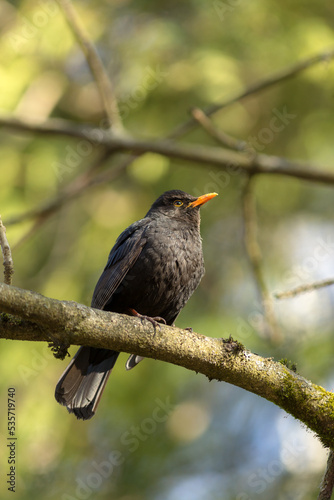 blackbird on a tree branch in spring