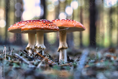 Toadstool at the bottom of a coniferous forest in the woods. Poisonous mushroom