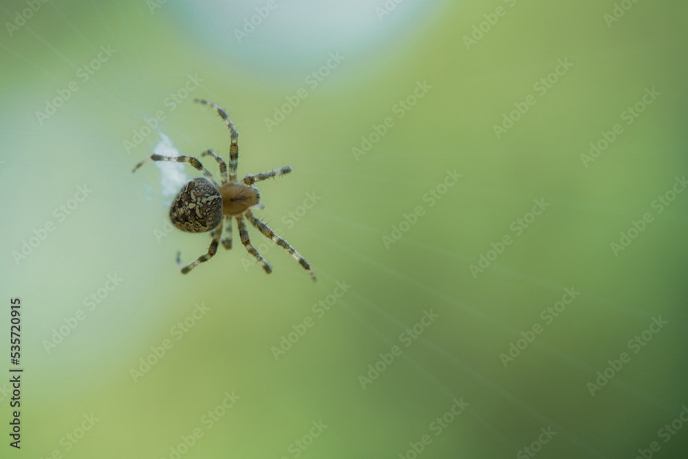 Cross spider crawling on a spider thread. Halloween fright. A useful hunter among Cross spider crawling on a spider thread. Halloween fright. A useful hunter among