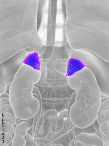 3d rendered medically accurate illustration of the adrenal glands