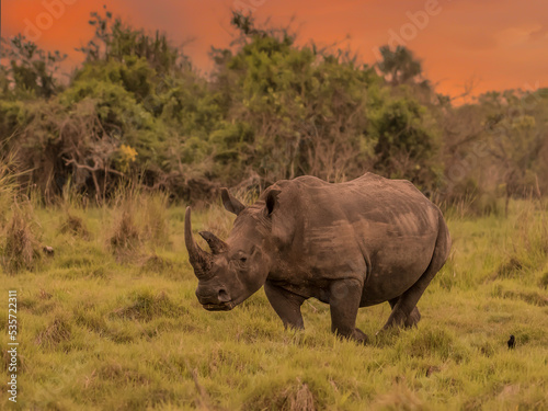 White rhinoceros  Ceratotherium simum  with calf in natural habitat  South Africa