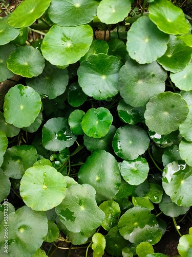 Fresh green leaves known as Centella Asiatica or cica or daun pegagan or gotu kola grow on the ground 