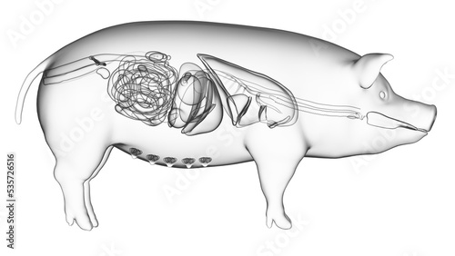 3d rendered illustration of the porcine anatomy - the organs photo
