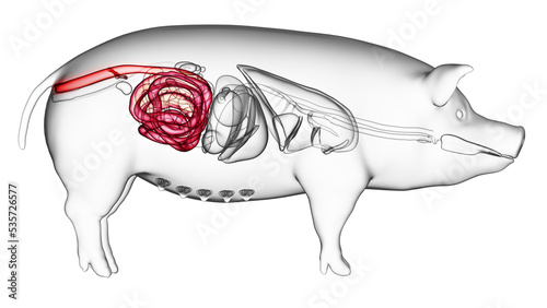 3d rendered illustration of the porcine anatomy - the colon
