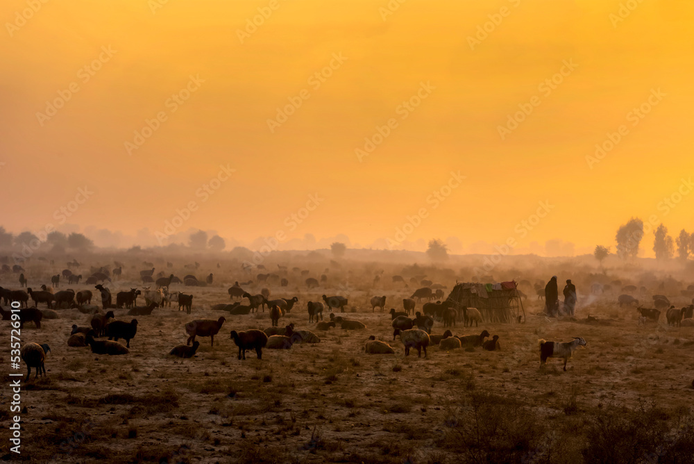 flock of sheep in morning light, sheep herd with shepherds in misty morning, dust and fog landscape, shepherds and sheep herd in ground 