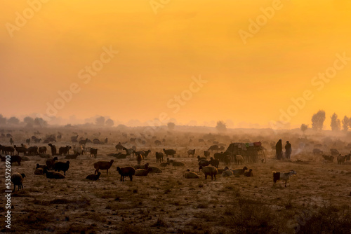 flock of sheep in morning light, sheep herd with shepherds in misty morning, dust and fog landscape, shepherds and sheep herd in ground  © Tariq