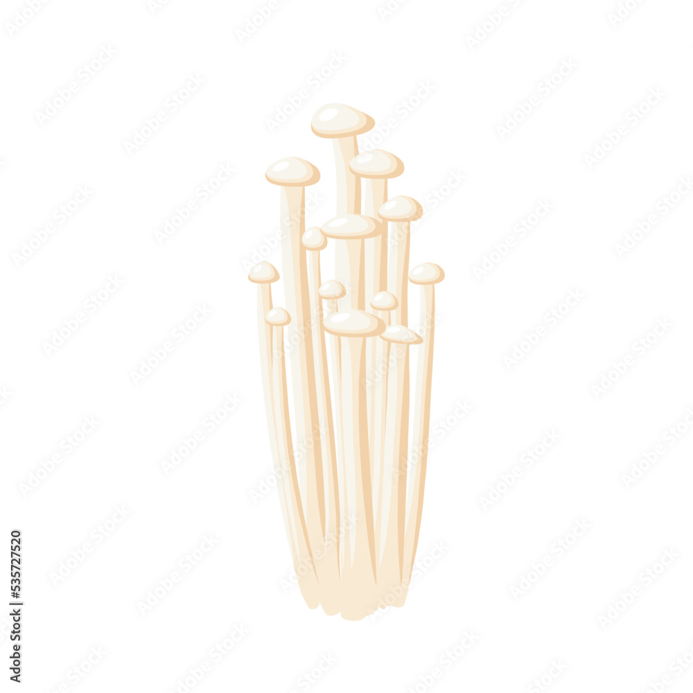 Enoki mushroom, enokitake. Vector illustration isolated on white background. Enoki mushroom, enokitake. Vector illustration isolated on white background.