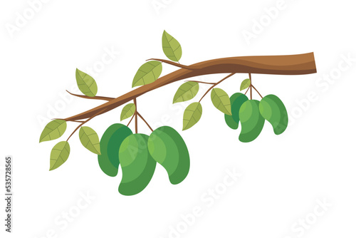 Mango. Green mango fruit vector. Illustration of mango fruit on a tree branch with green leaves. Natural fresh tropical fruit