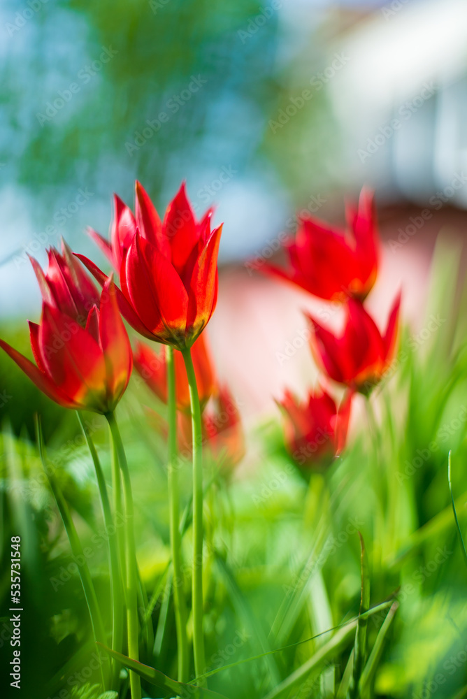 Obraz premium nice tulips in the garden