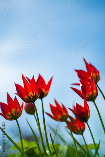 nice tulips in the garden