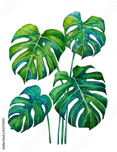 Vector Isolated image monstera leaves made with watercolor. Jungle, Tropical botanical illustration. Jungalow Style