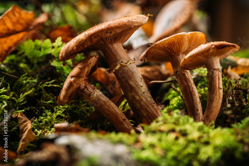 Wild honey fungus (Armillaria mellea) mushrooms in the forest. Selective focus. Shallow depth of field.
