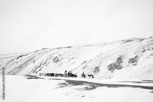 Fényképezés cattle on snowfield