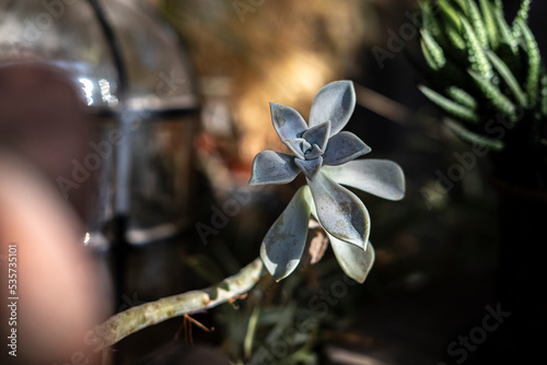 Detail of the succulent plant graptopetalum paraguayense photo