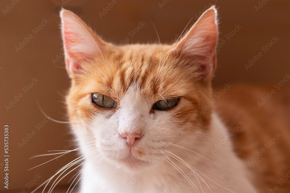 Portrait of cute orange and white pet cat looking to camera with green eyes
