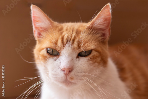 Portrait of cute orange and white pet cat looking to camera with green eyes