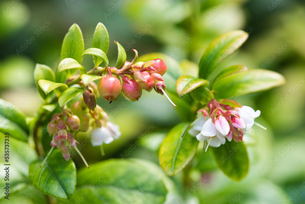 Fotografie Flowering Vaccinium vitis-idaea macro view