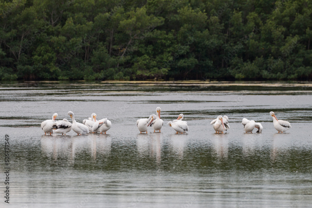 Fototapeta premium White Pelicans, Sanibel Island
