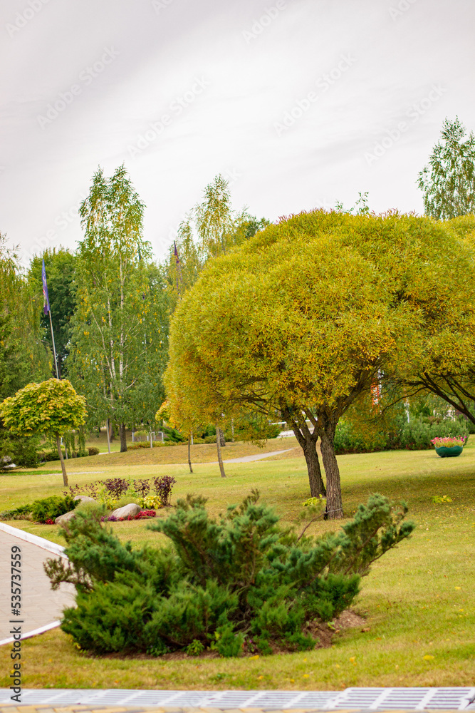 Fototapeta premium Autumn in a park tree 