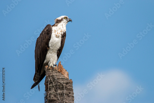 osprey perched on a tree