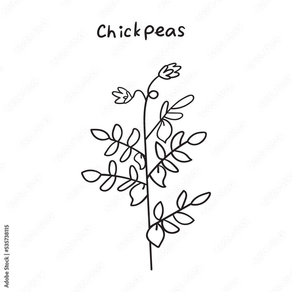 Chickpea. Outline vector hand drawn illustration on white background. Chickpea. Outline vector hand drawn illustration on white background.
