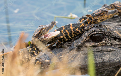 Slika na platnu hatchlings of alligator basking on their mother's head