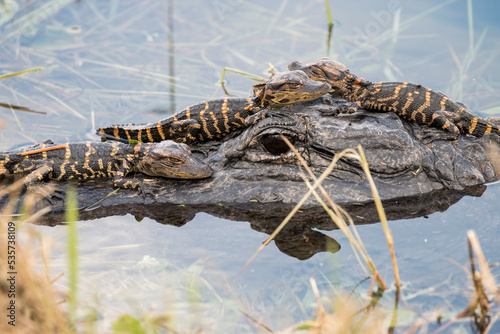 Valokuvatapetti hatchlings of alligator basking on their mother's head