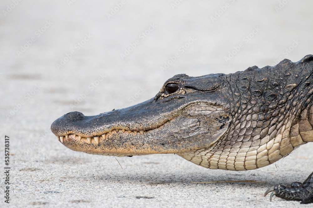 Obraz premium alligator profile