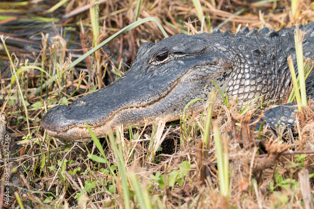 Obraz premium alligator basking in the swamp