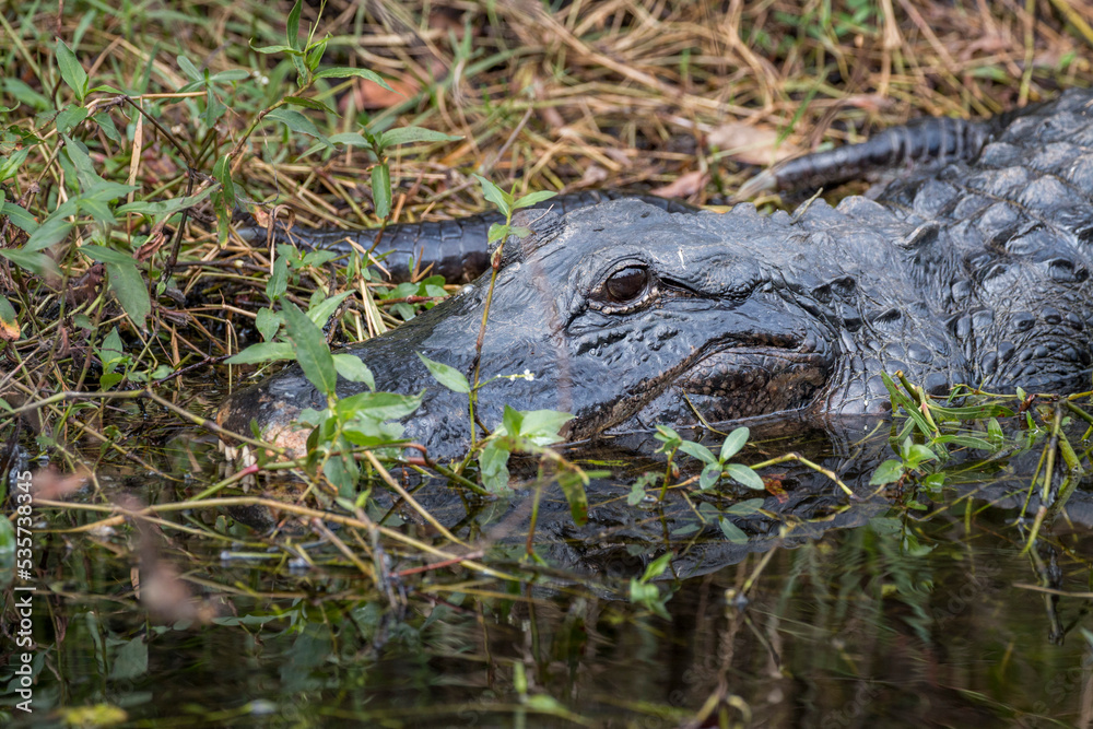 Fototapeta premium alligator in the swamp