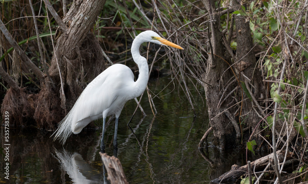 great egret hunts in the swamp great egret hunts in the swamp
