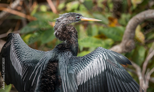 anhinga sun drying its wings