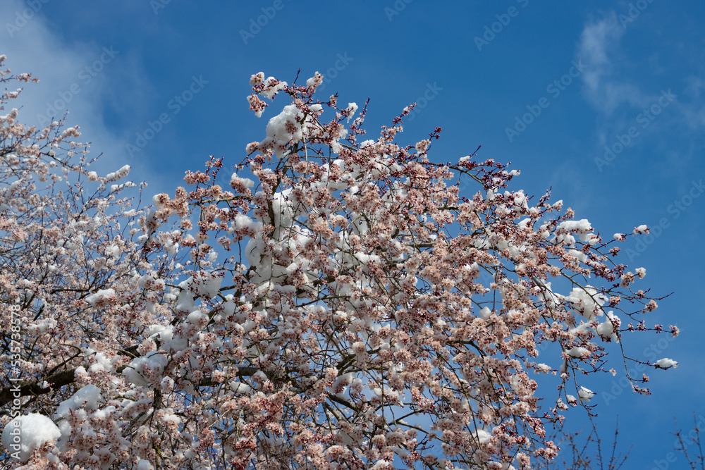 Cherry blossoms covered with snow Cherry blossoms covered with snow
