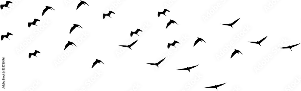 Obraz premium silhouette brids