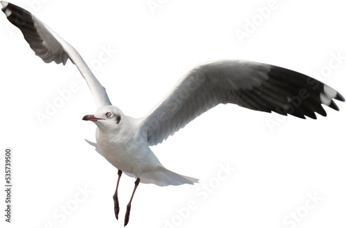 Fotografia seagull