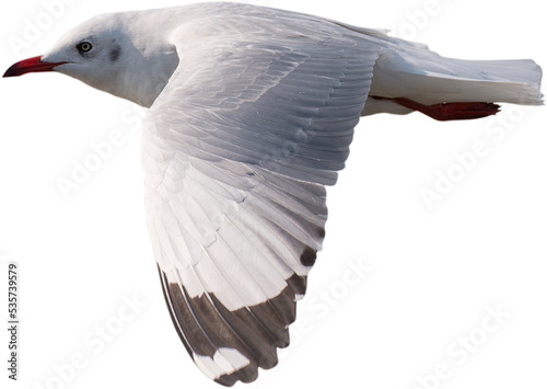 seagull photo