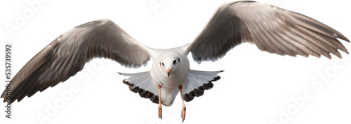 Obraz na płótnie seagull