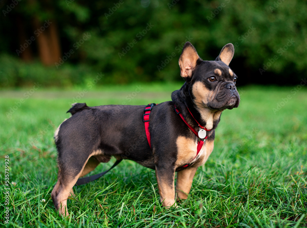 The dog of the French bulldog breed stands on the green grass against the background of blurred trees. The dog has a red collar with a leash around its neck. He stands in profile, upright.