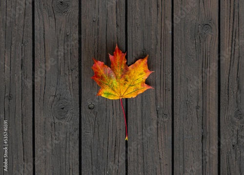 A single colorful autumn maple leaf isolated against wooden planks. 
