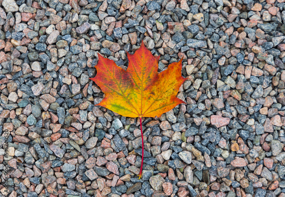 A single colorful autumn maple leaf laying on the ground against gravel. 