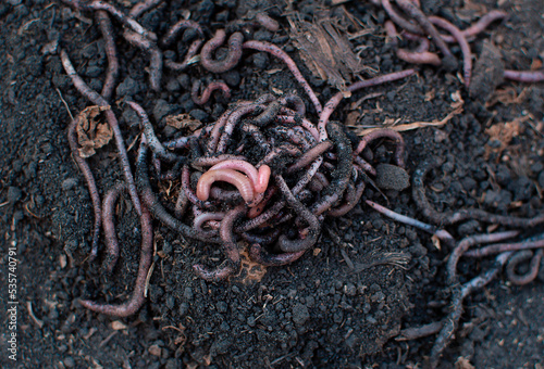 Lots of live earthworms to catch in the soil, background.