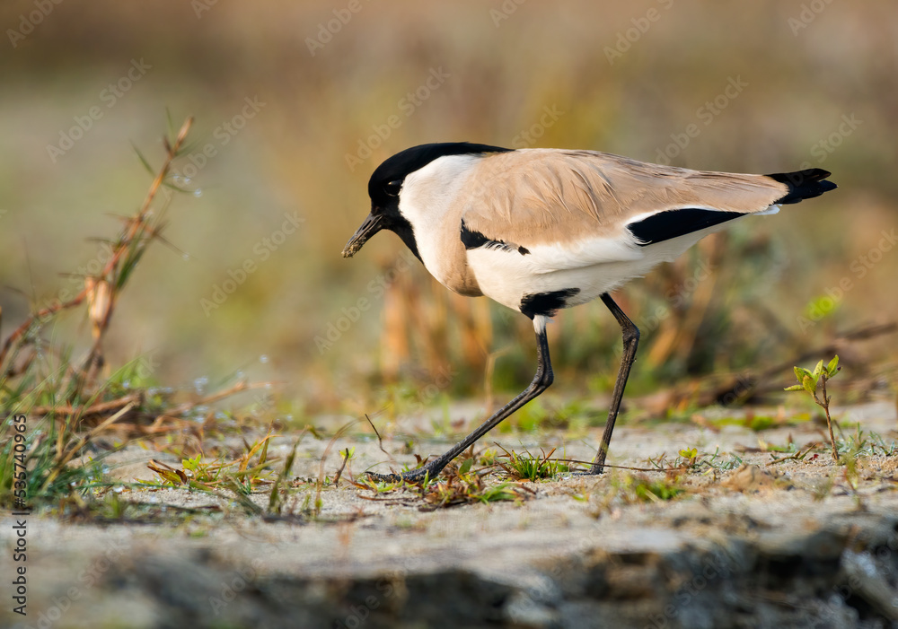 Fototapeta premium river lapwing