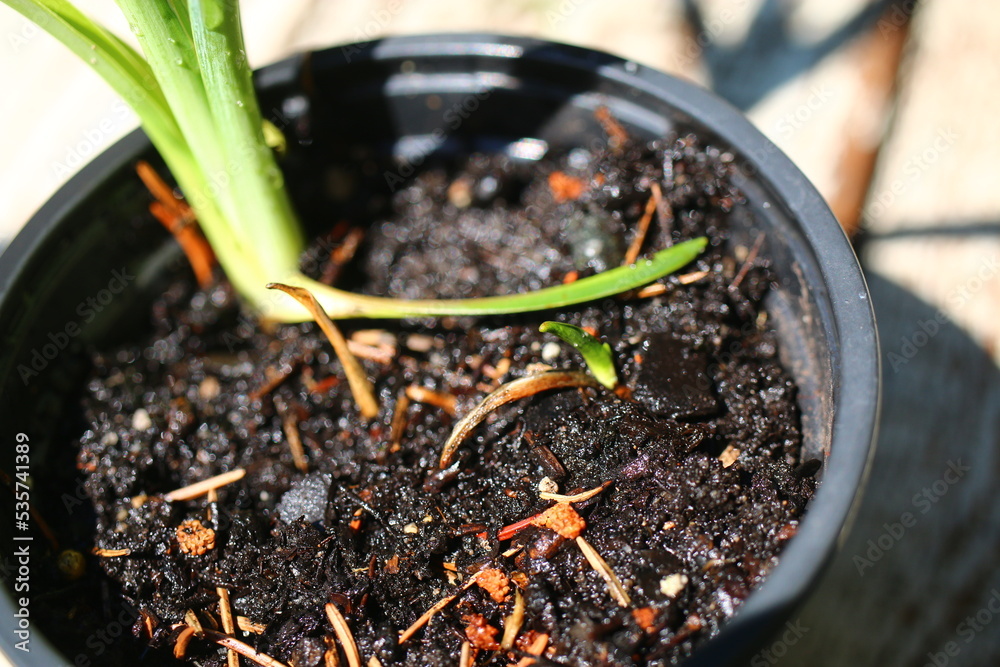 yucca jukka juka ogrodowa