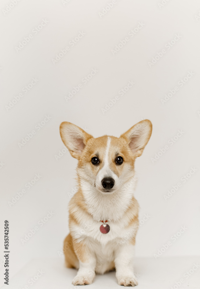 happy dog pet corgi breed white background happy dog pet corgi breed white background