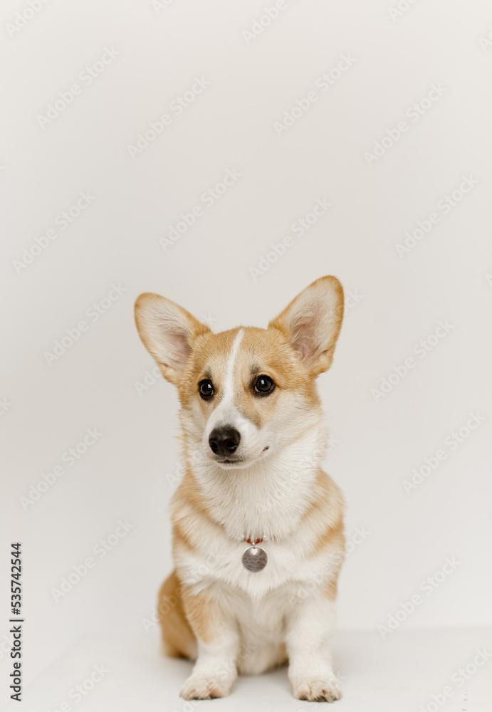 happy dog ​​pet corgi breed white background