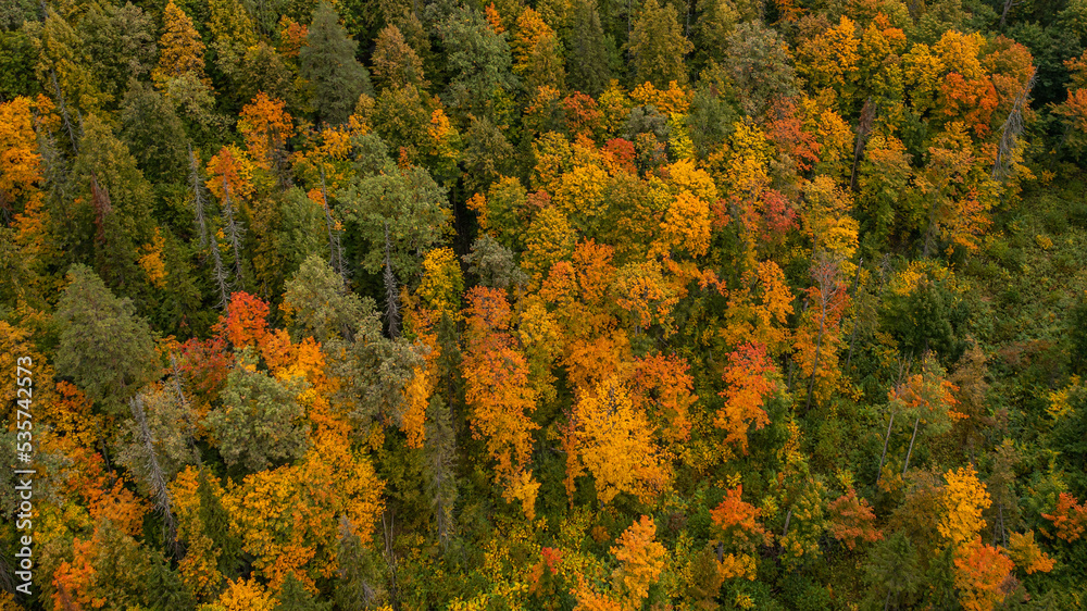 autumn forest from a height