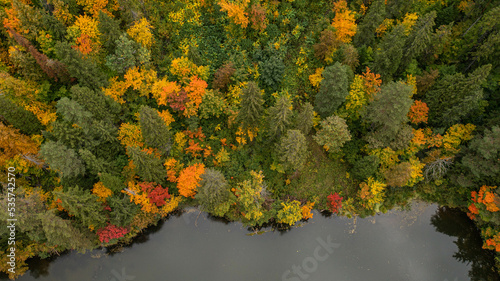 autumn forest from a height